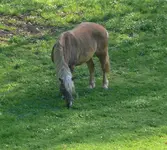 Tiere_Pferd.webp