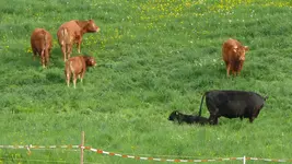 Tiere-Kühe.webp