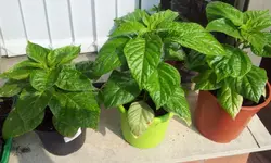 20130502_094111.webp