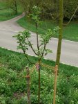 Obstbaum Apfel Jakob Fischer.JPG