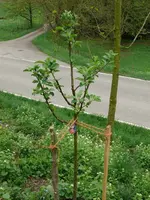 Obstbaum Apfel Jakob Fischer.webp