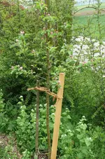 Obstbaum_Apfel unbekannt.webp