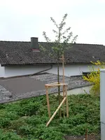 Obstbaum-RoterBokop Malus.webp