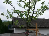 Obstbaum-RoterBokop1 Malus.webp