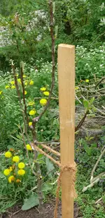 Obstbaum_Birne Harrow Sweet.webp