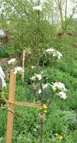 Obstbaum-Birne Nashi.webp