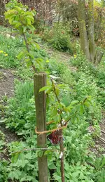 Obstbaum_Kirsche Burlat Knorpel.webp