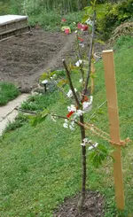 Obstbaum-GroßeSchwarzeKnorpelk.webp