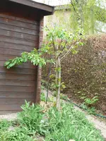 OBstbaum-Süßkirsche.webp