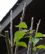 Obstbaum-Verdelung.webp