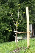 Obstbaum-Sauerki. Morina.webp