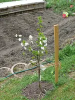 Obstbaum-Sauerki. Safir1.webp
