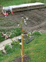 Obstbaum-Sauerki. Safir.webp