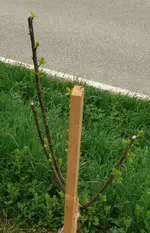 Obstbaum_Mirabelle Nancy.webp