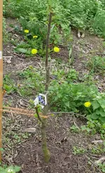 Obstbaum_Pflaume_Jojo.webp