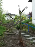 Obstbaum-Pflaume.webp
