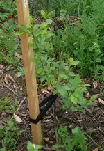 Obstbaum_Pflaume_Wildling1.webp