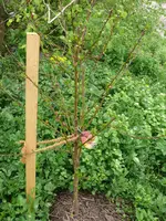 Obstbaum_Pfirsich Kernechter vom Vorgebirge.webp