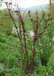 Obstbaum-Blutpflaume.JPG