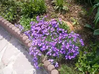 Blaukissentopf 3.5.2013.webp