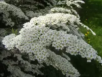 Brautspieren Blüte 3.5.2013.webp