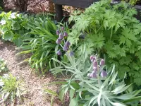 Frittilaria 3.5.2013.webp