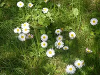 Gänseblümchen 3.5.2013.webp