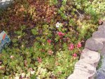 Saxifraga 3.5.2013.jpg