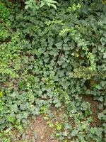 Scmuddelbeet3.webp