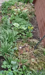 Schmuddelbeet.webp