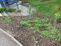Schmuddelbeet7.webp