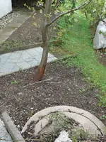 Schmuddelbeet6.webp