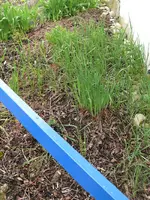 Schmuddelbeet5.webp