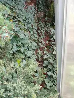 Schmuddelbeet2.webp