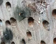 wildbiene_schluepft_1.webp