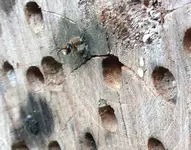 wildbiene_schluepft_2.webp
