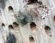 wildbiene_schluepft_4.webp