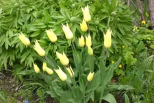 Garten 05 2013 003.webp