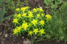 Garten 05 2013 004.webp