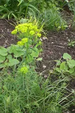 Garten 05 2013 005.webp