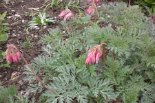 Garten 05 2013 006.webp