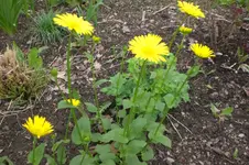 Garten 05 2013 008.webp