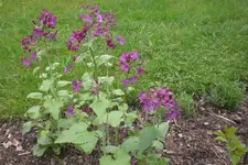 Garten 05 2013 009.webp