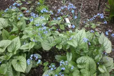 Garten 05 2013 010.webp