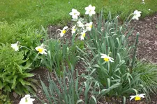 Garten 05 2013 011.webp