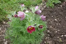 Garten 05 2013 012.webp