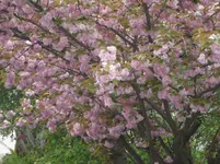 SAM_1182.webp