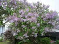 SAM_1184.webp