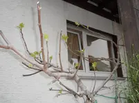 SAM_1186.webp