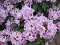 010.webp